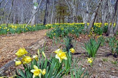 Parson's Reserve has been around since World War II. 