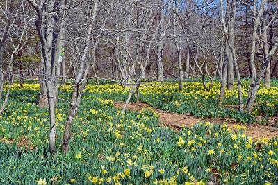 This field will look almost completely yellow in a few days time. 
