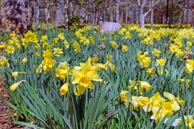 There are 27 varieties of daffodils.