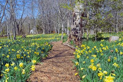 Paths wind throughout the flowers. 