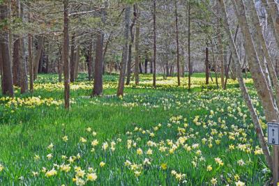 The field stretches for four acres. 