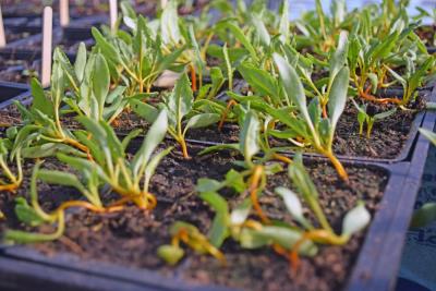 Some multicolored seedlings. 