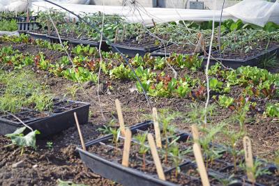 Some lettuce and other plants beginning to grow in the greenhouse. 