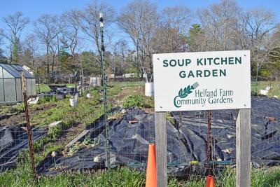 The Soup Kitchen Garden has begun to grow. 
