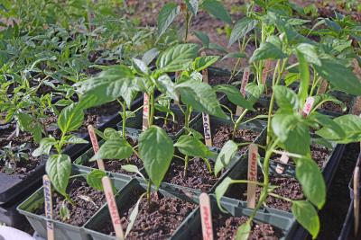 Some small sprouts in the greenhouse. 