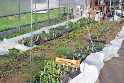 The greenhouse gives seeds a place to grow. 