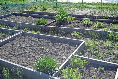 One plot with split growing boxes. 