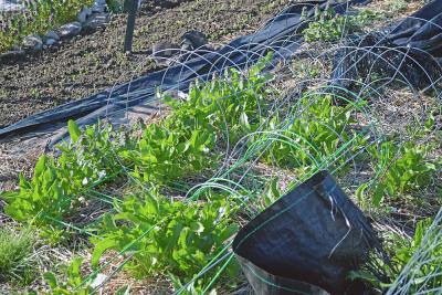 One plot already had something grown.