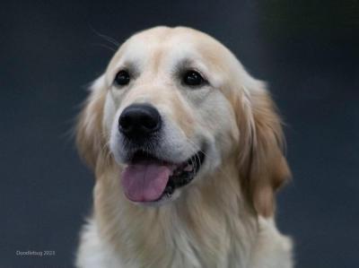 Darcie the therapy dog. Source: North Branch Library