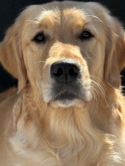 Harper the therapy dog. Source: North Branch Library
