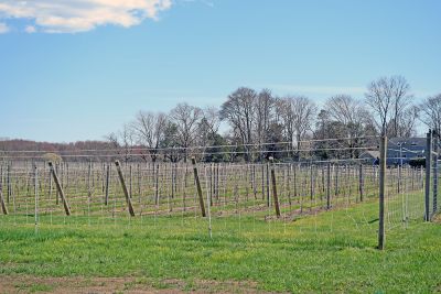 The grapevines. 