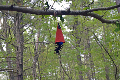A gnome with a bright blue nose. 