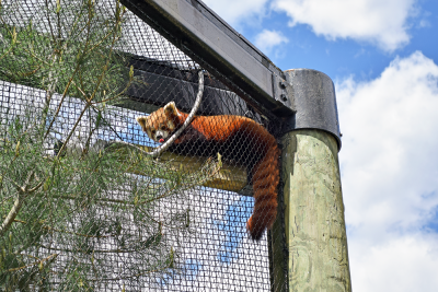 Jacob the red panda in his favorite spot. The sun cover is a close second. 