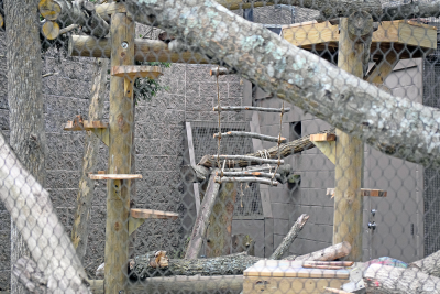 The wooden rope ladder. 