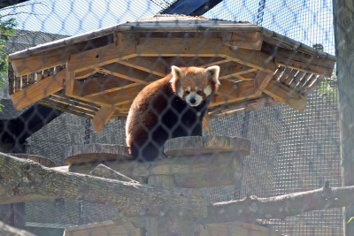 Jacob the red panda posing in front of his new sun cover. 