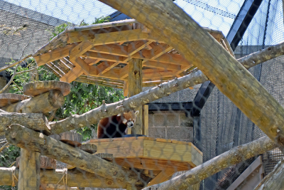 Jacob the red panda using his sun cover to eat some lunch.