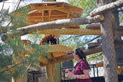 A keeper gives Jacob the red panda some snacks. 
