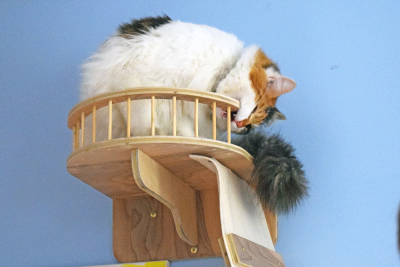 One of the office cats find an alternitive way to enjoy their climbing wall. 