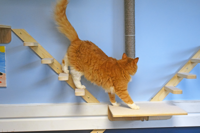 An office cats walks on the wall stairs. 