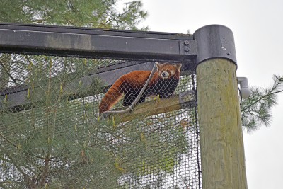 Jacob the red panda preparing for a nap.
