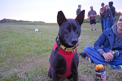 A dog gets ready to listen to live music. 