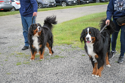 Two dogs get ready to beg for food. 