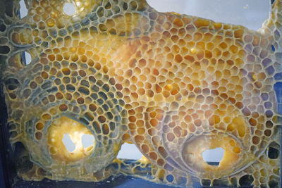A swirl of wood with the hive. 