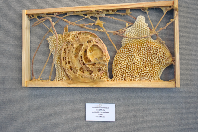 A hive with a freeform and spiral wax structure. 