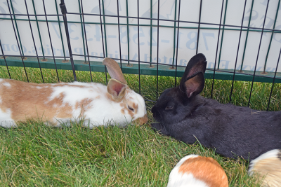 The bunnies take a nap. 