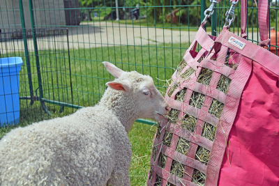 The lamb enjoys a snack. 