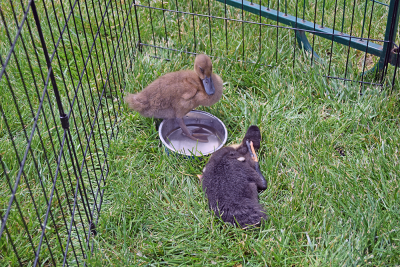 The ducklings play in the water bowl. 