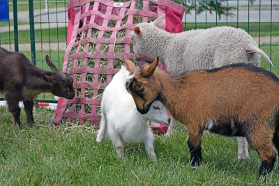 Some of the goats have a play fight. 