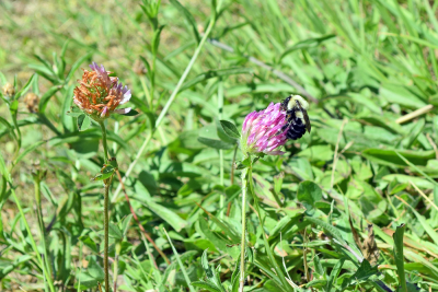 A bumblebee pollenates a flower. 