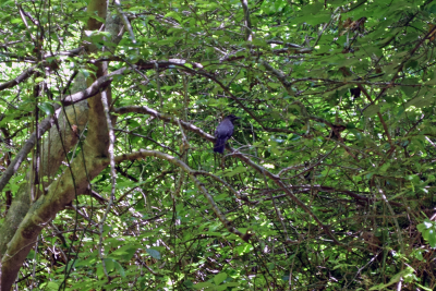 A catbird hidden in the trees. 