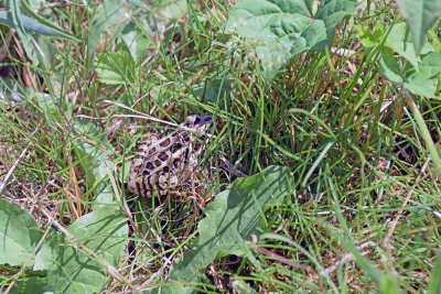 A toad hiding in the grass. 