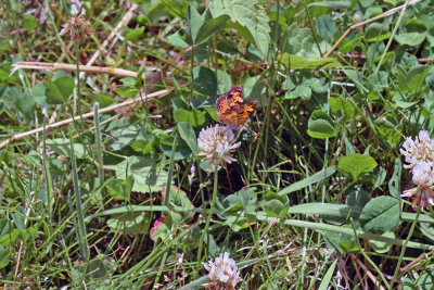 A butterfly rests on a clover flower. 