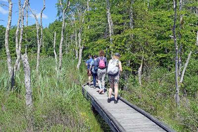 The group walks over the boardwalk into the woods. 