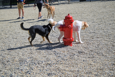 What else could a fire hydrant be for?