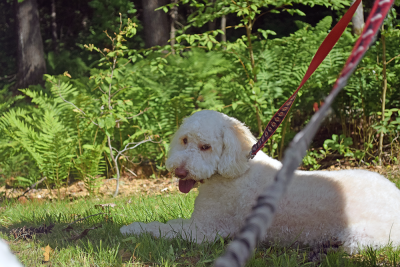 Sawyer enjoys some shade. 