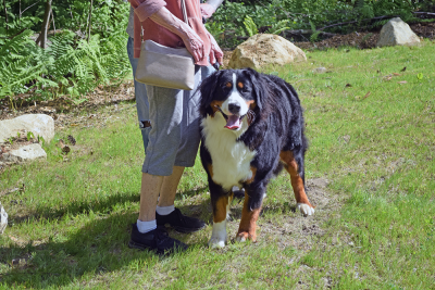 A dog waits to enjoy the park. 