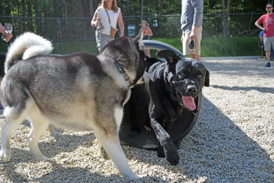 Buddy and Buoy play together. 