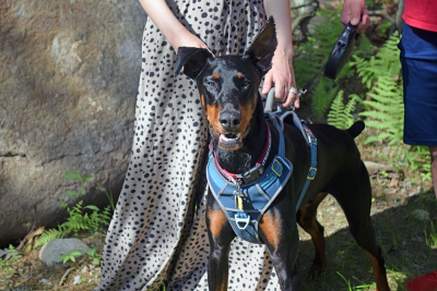 A doberman smiles at the camera. 