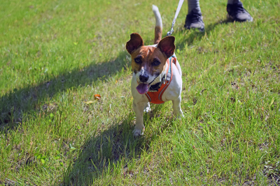 Daisy runs around, excited for the event to start. 