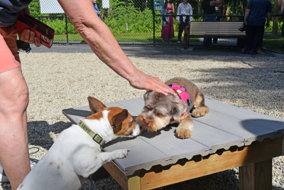 Callaway and Daisy meet. 