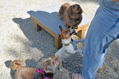 Three little dogs beg for treats. 