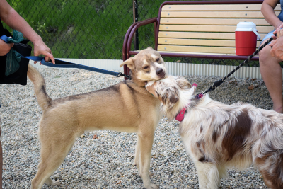 Cooper and Marsha have a sniff. 