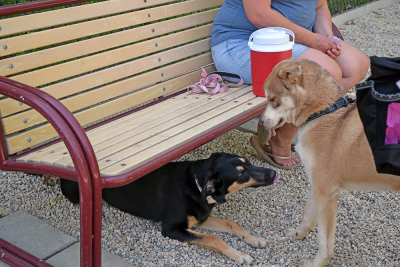 Cooper is confused why Zoe is playing under the bench. 