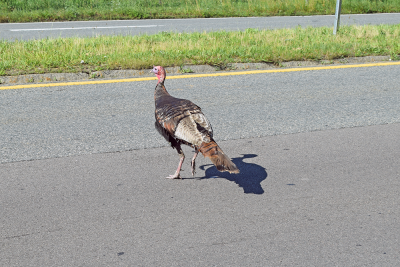 Tom the turkey. 