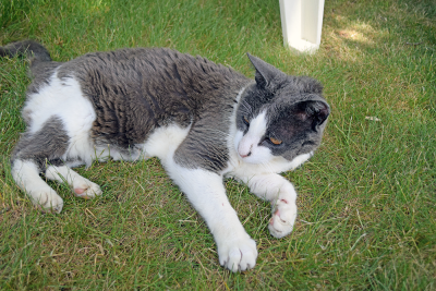 Archie, the yard sale mascot. 