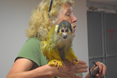 A squirrel monkey stares curiously at the camera. 